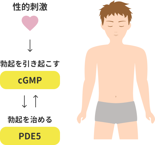 性的刺激→勃起を引き起こす（cGMP）←→勃起を収める（PDE5）