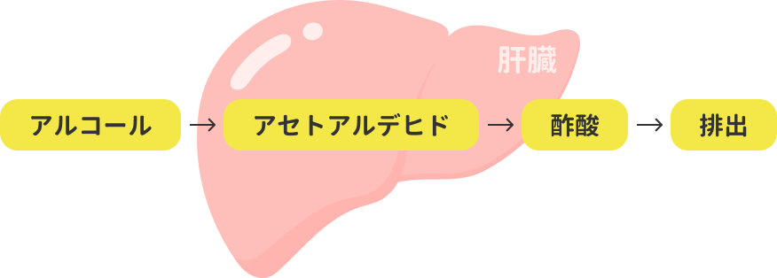 アルコール→アセトアルデヒド→酢酸→排出